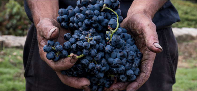 Vers geoogste blauwe druiven in de handen van een wijnboer
